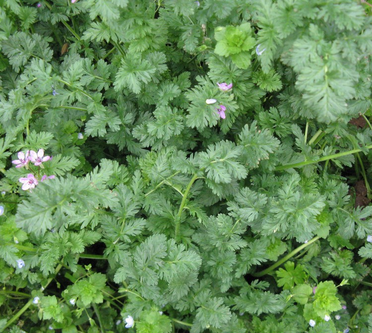 Geranium robertianum?  No, Erodium cicutarium